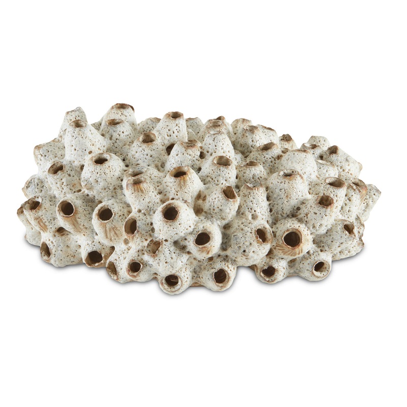 Sulawasi Shells G13045541